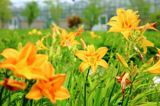 校地攜手讓小小萱草花釋放大能量。學校供圖