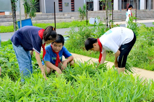 鐘山鎮(zhèn)第七小學(xué)的少先隊(duì)員代表們正在黨員教師的帶領(lǐng)下采摘成熟的蔬菜。 (2).jpg