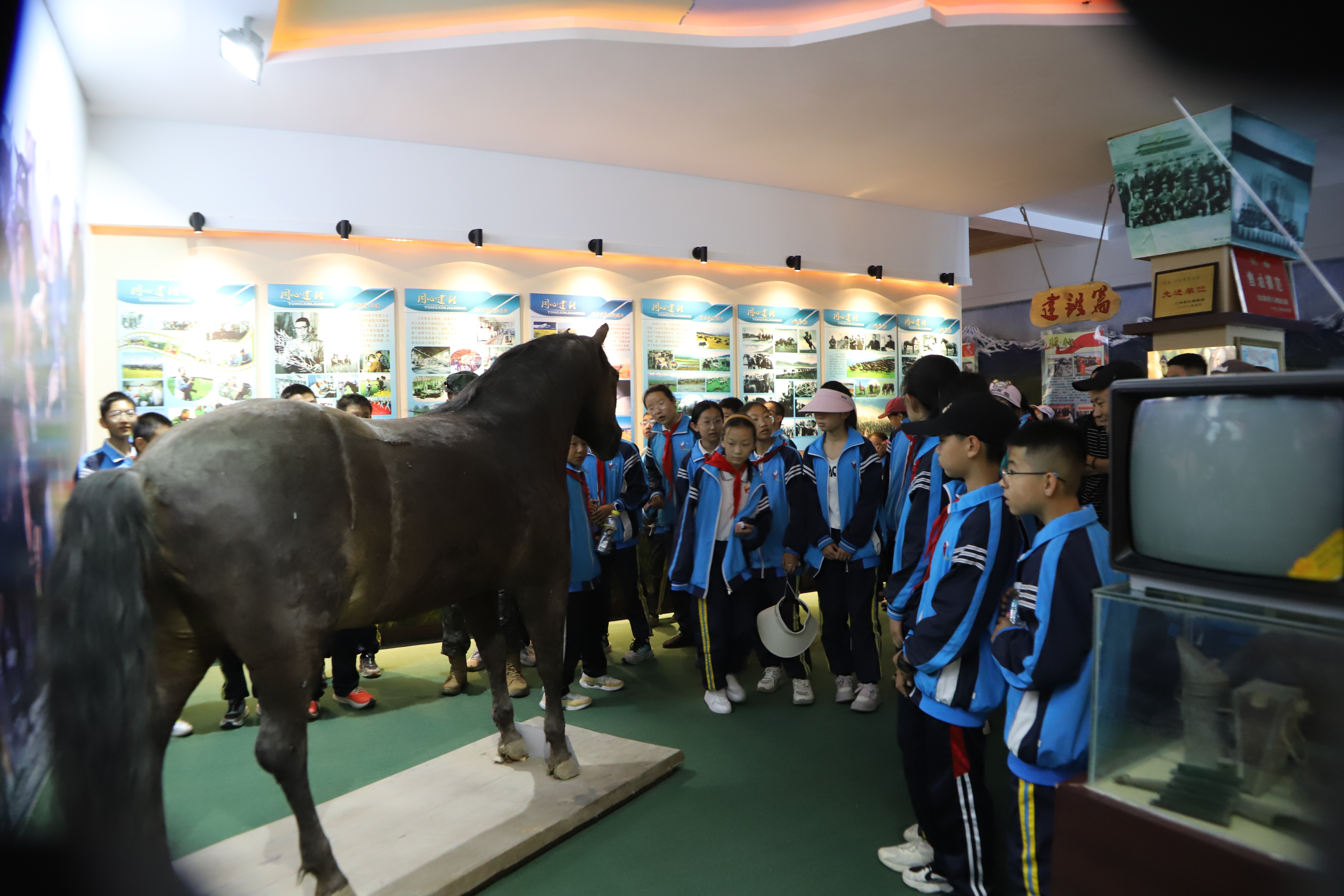 東街小學(xué)學(xué)生參觀馬標本.JPG